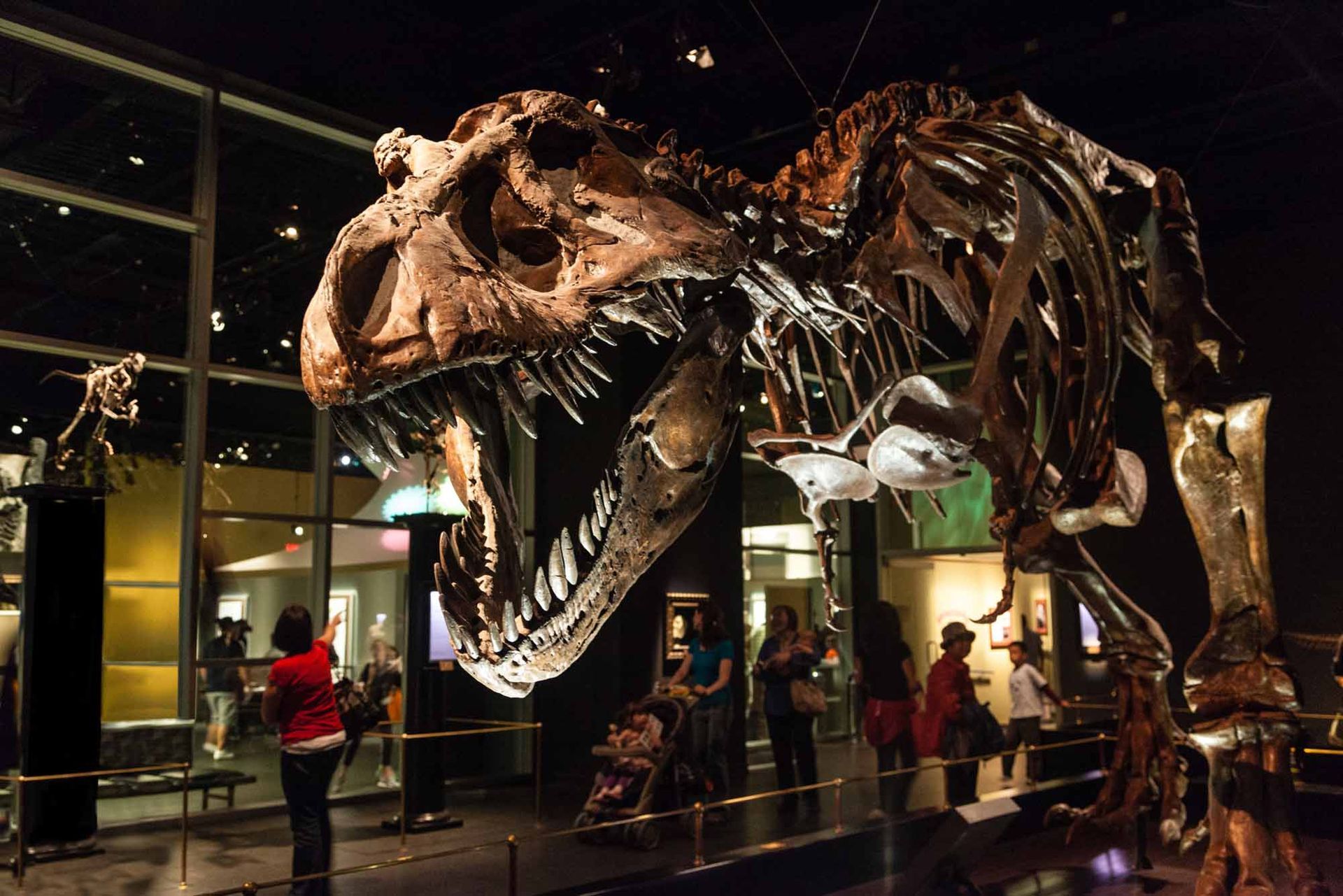 A large t-rex skeleton is on display in a museum