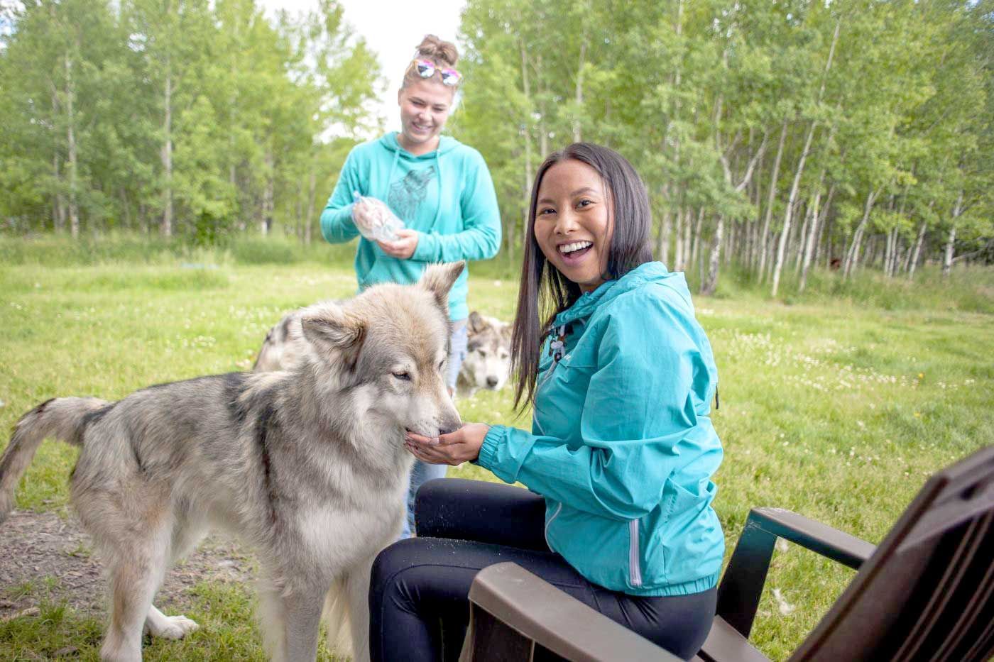 Two women feeding a wolfdog at Yamnuska Wolfdog Sanctuary.