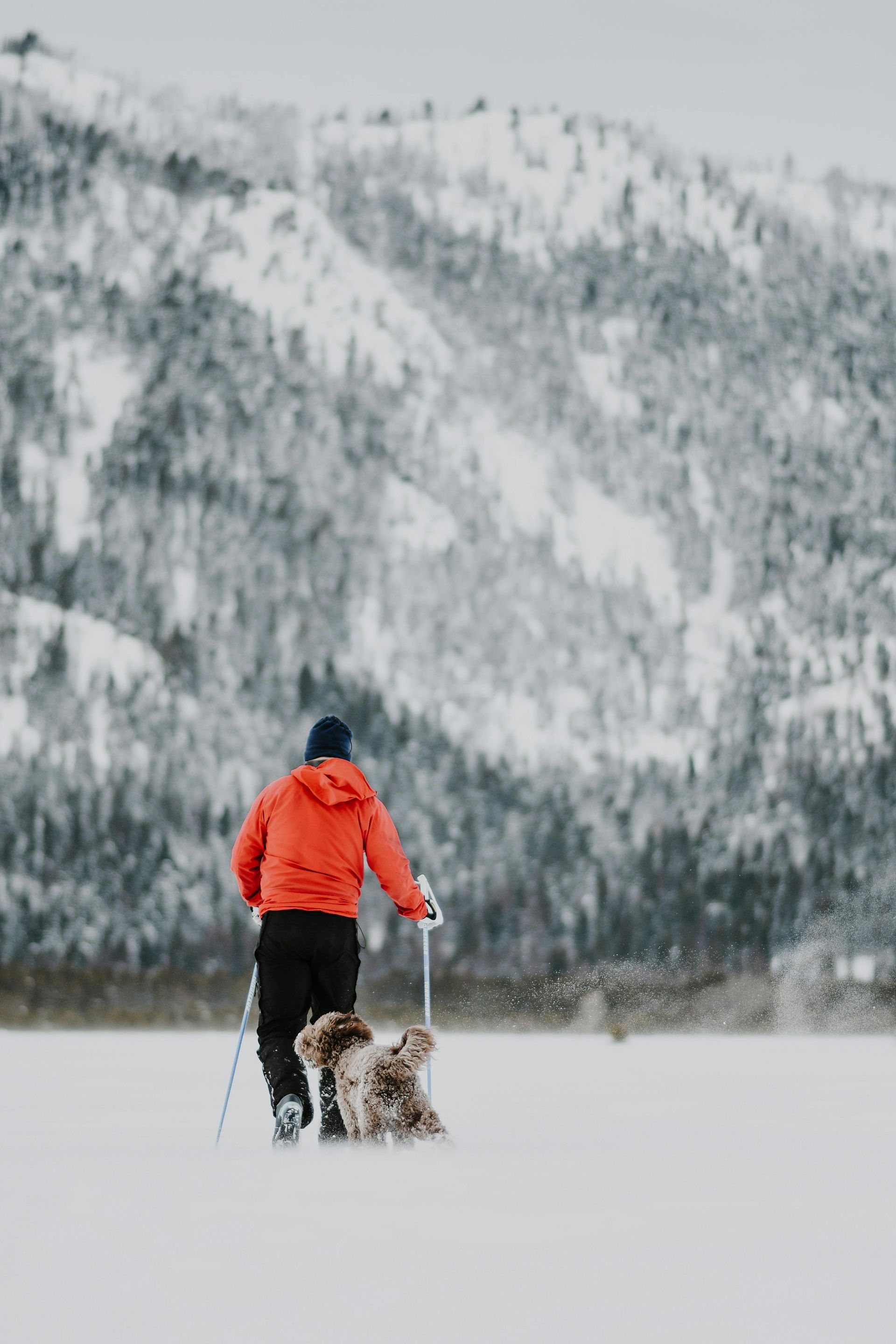 Person cross-country skiing with a dog in a snowy field, mountains in the background.