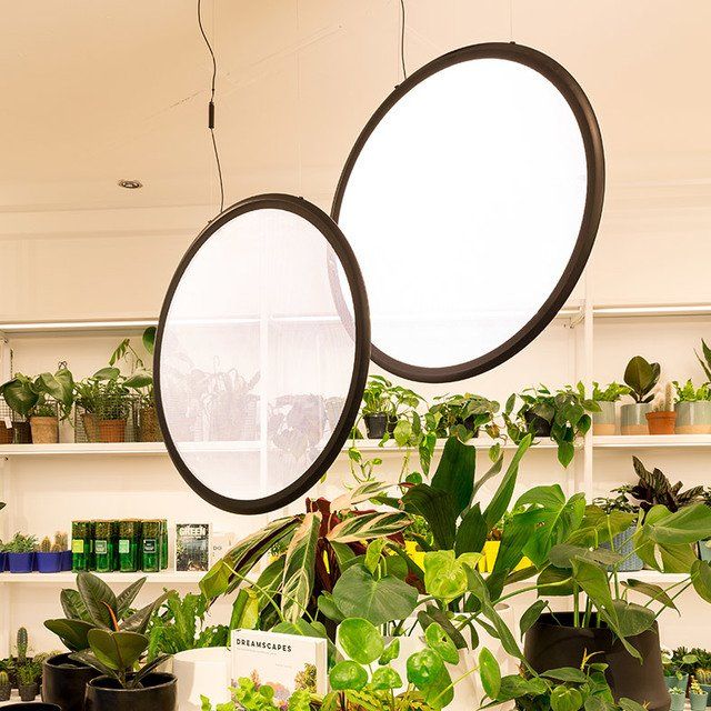 Dos círculos cuelgan del techo en una habitación llena de plantas en macetas.