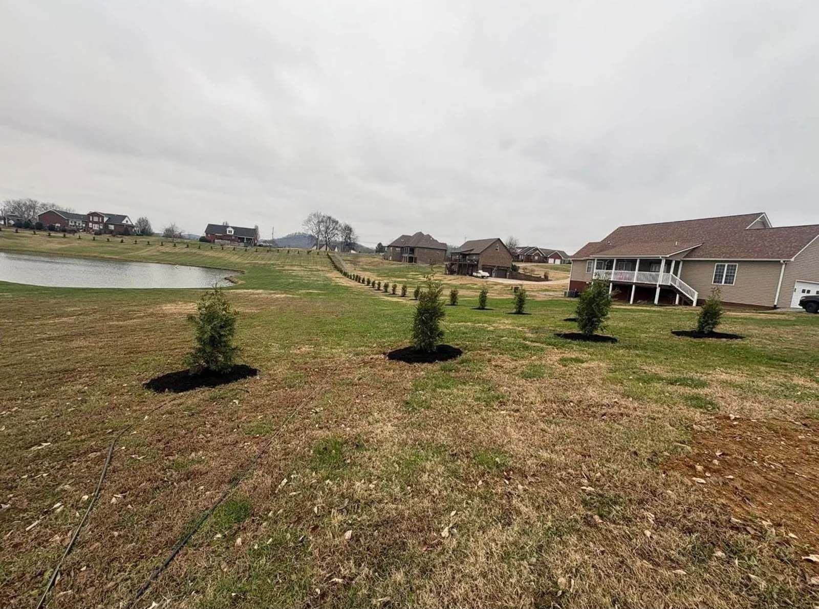 Newly planted saplings in a grassy suburban lot beside houses under a cloudy sky