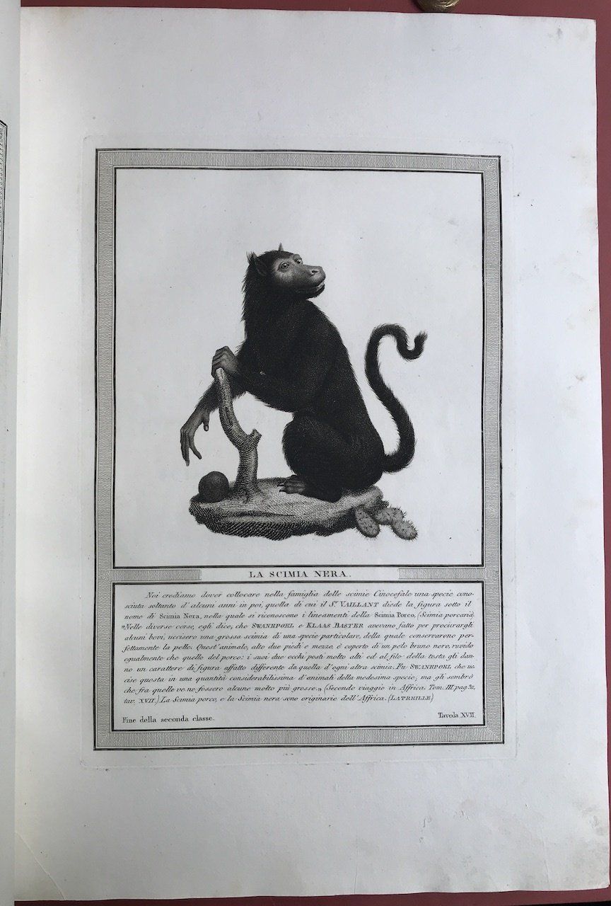 illustrazione libro