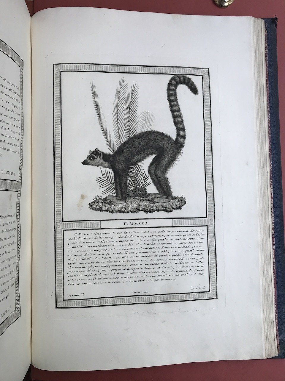 illustrazione jacob