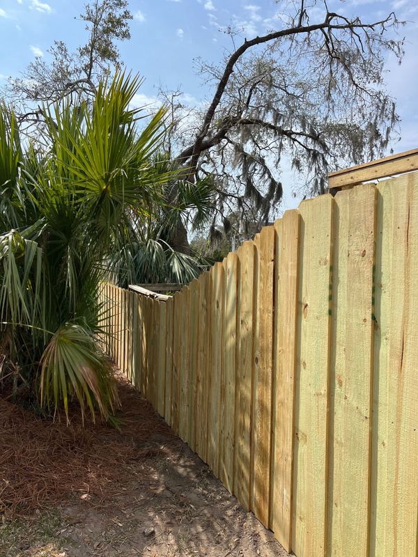 Wooden fence beside palm and bare tree branches in a sunny backyard