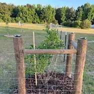 Young tree protected by wire fence in a grassy field with trees in the background