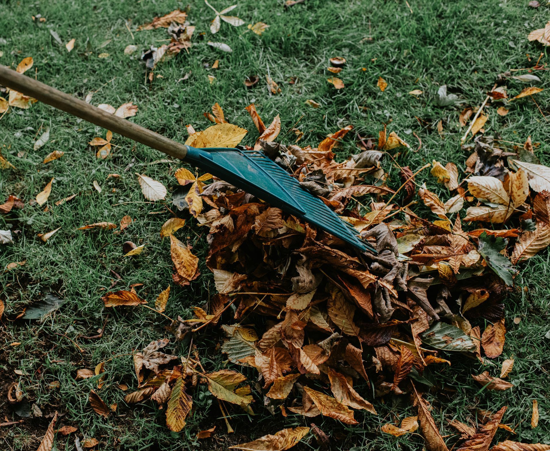 Rake gathering fallen brown leaves on green grass.