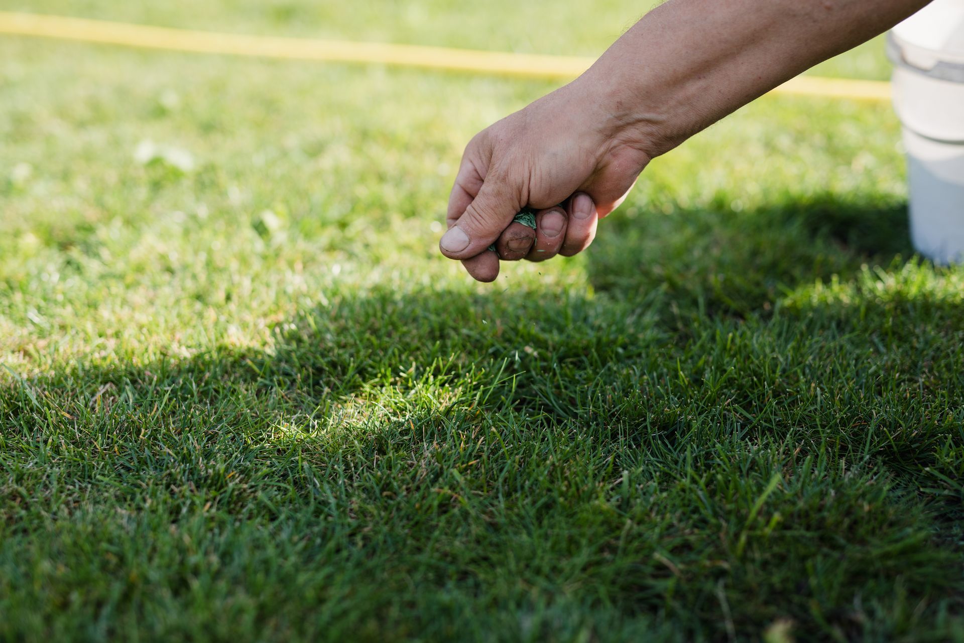 Hand scattering seeds onto a patch of green grass in a sunny outdoor setting.