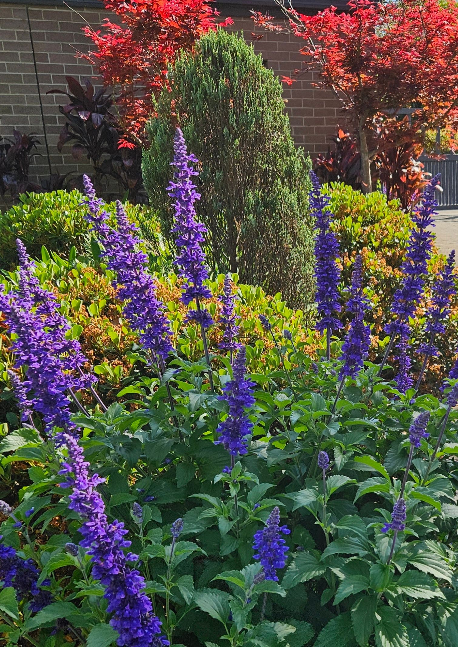 Purple salvia flowers in a garden bed with green and red foliage in background.
