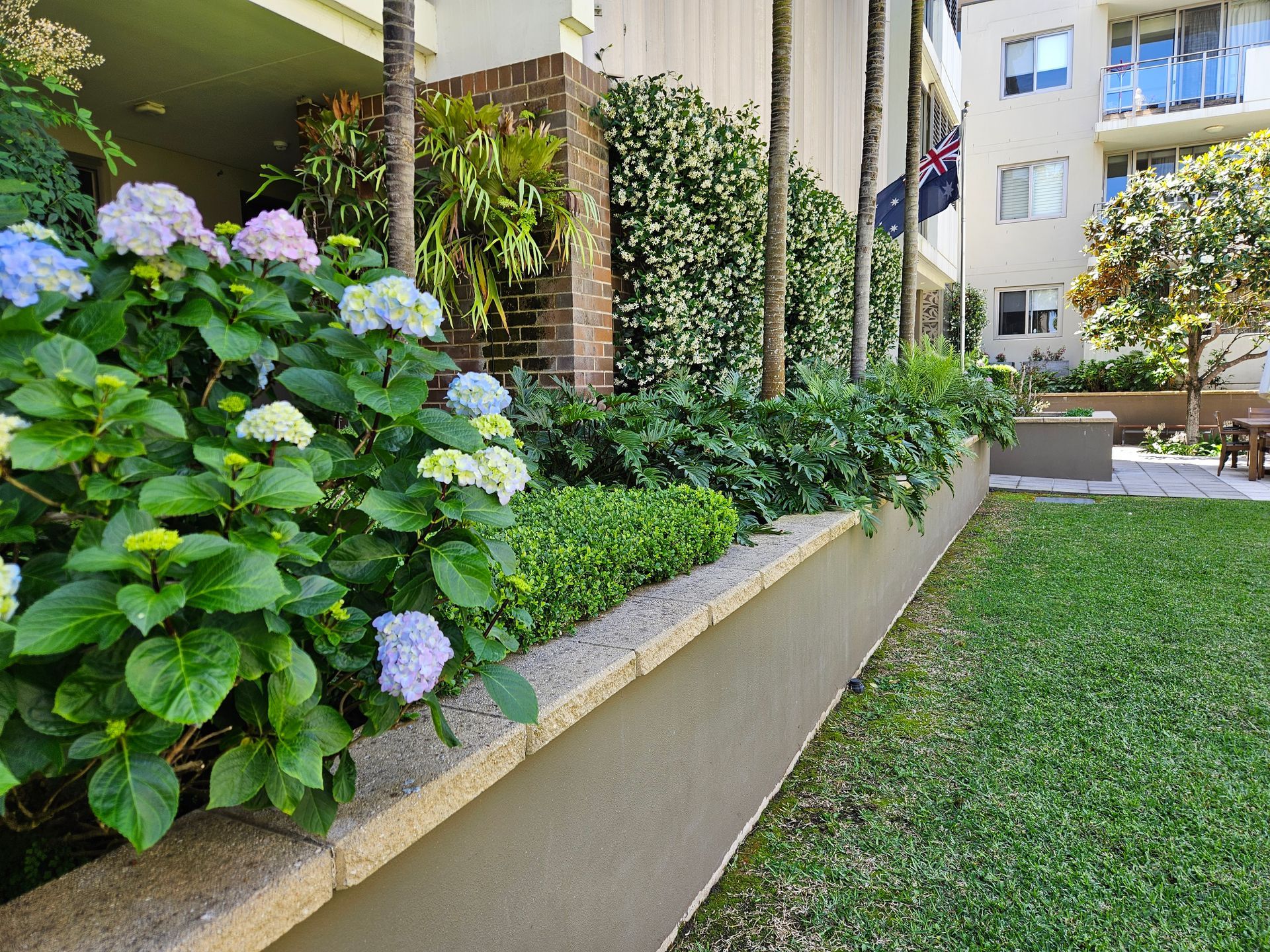 Hydrangeas in bloom beside a low wall and a lawn, with buildings in the background.