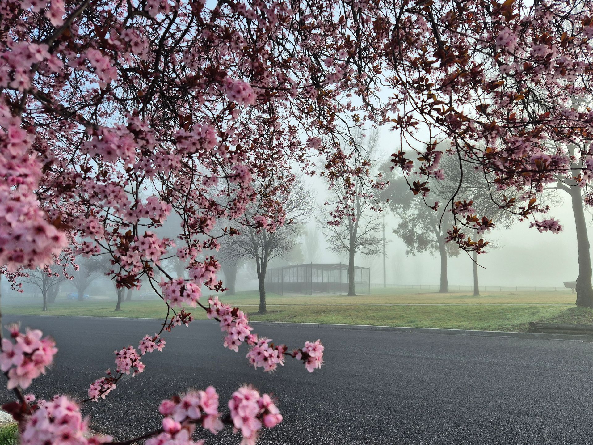 Pink cherry blossoms frame a road leading to a foggy park with a small building.