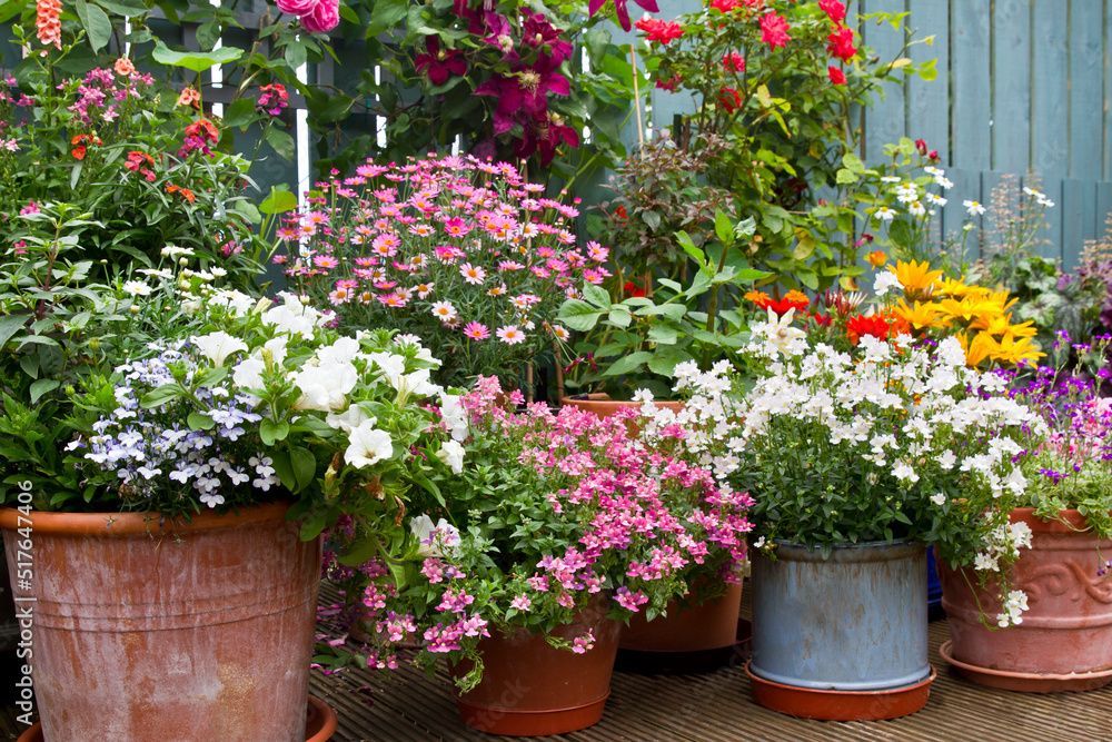 Various potted flowers in bloom; various colors, in front of a blue fence.