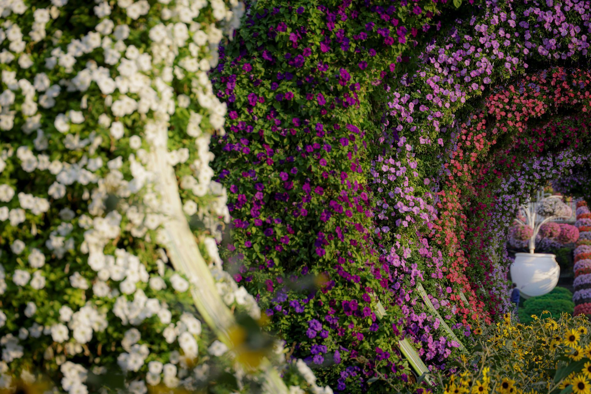 A vibrant flower wall tunnel with various colors, including white, purple, and yellow.