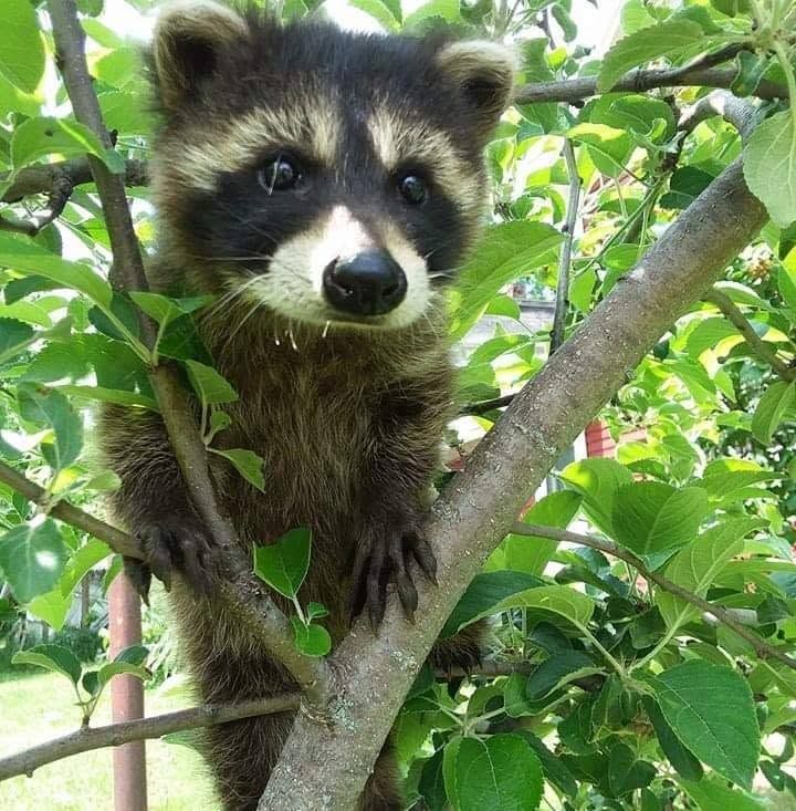 Raccoon peering from a tree branch amid green leaves