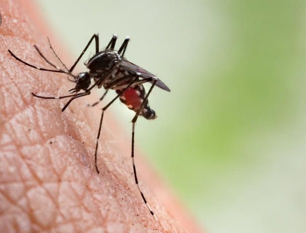 Mosquito biting human skin, close-up macro shot.