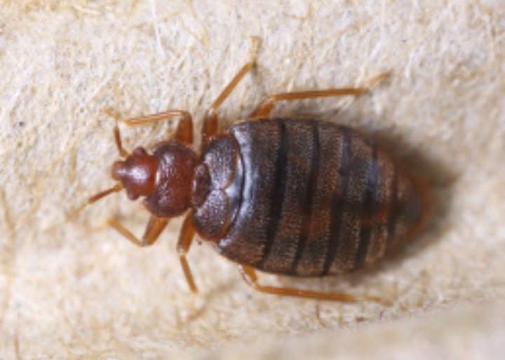 Brown bed bug on a light fabric surface