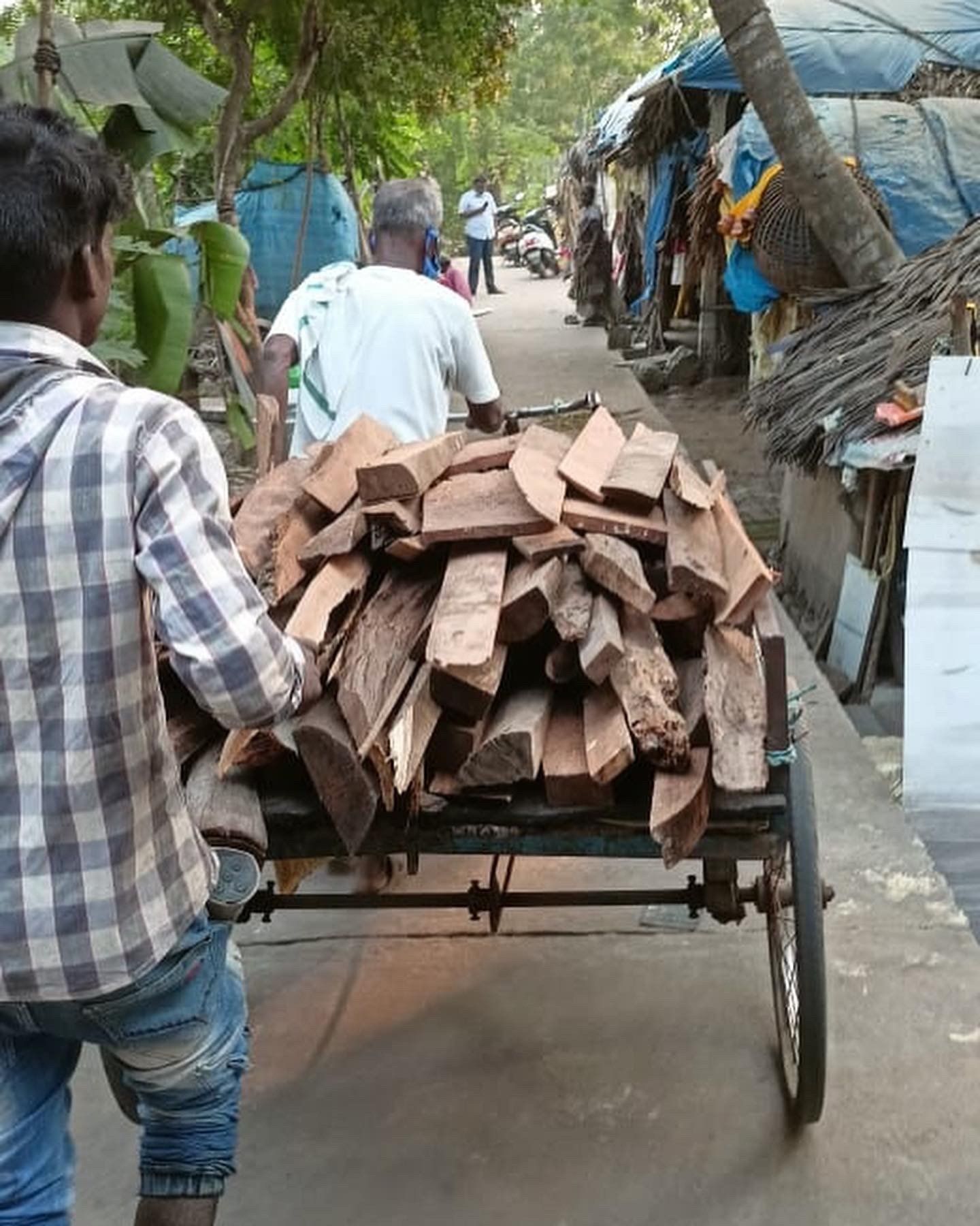 Hout voor het Yanadi dorp in India om te koken.