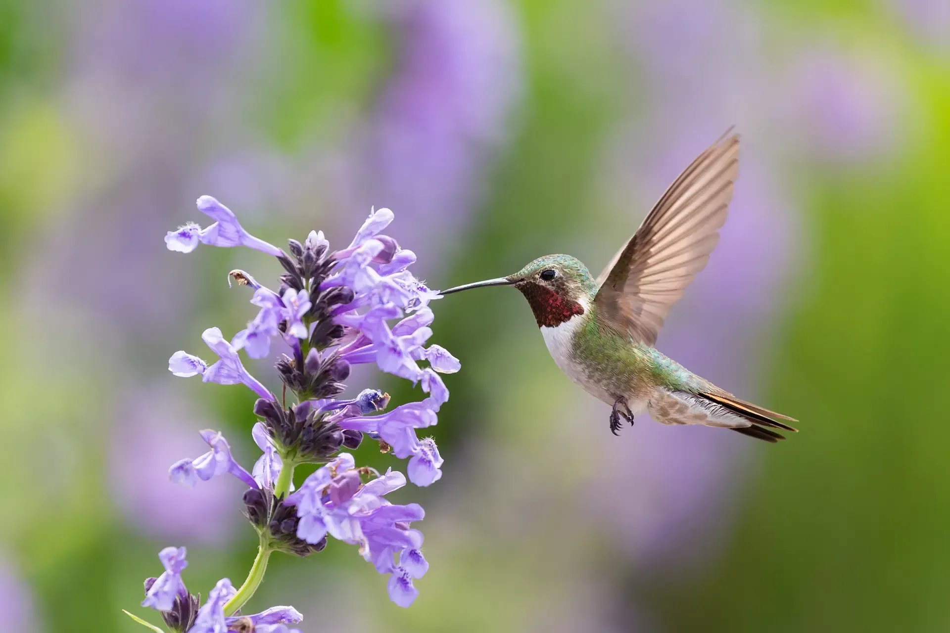 Humming Bird 