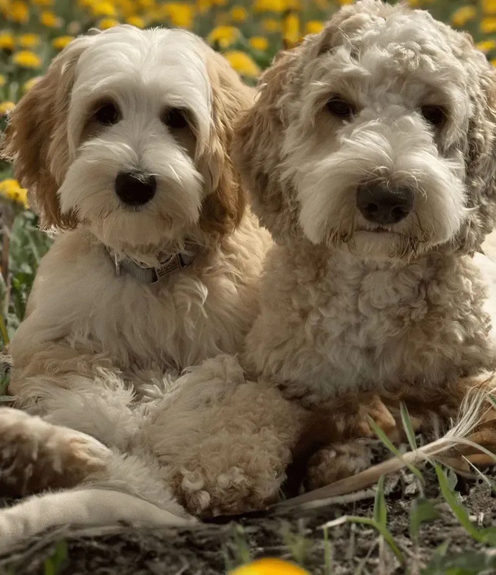two dogs sitting