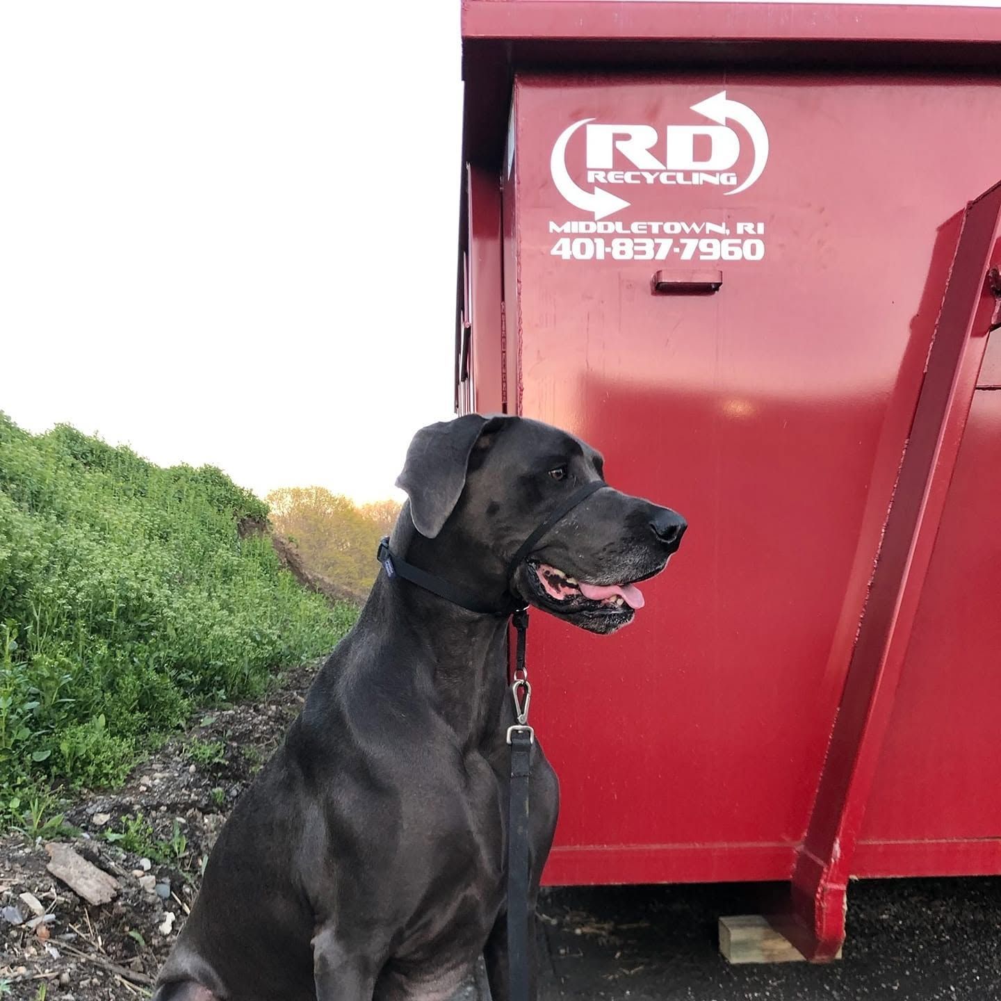 Black dog sitting beside a red dumpster outdoors, panting and facing left.