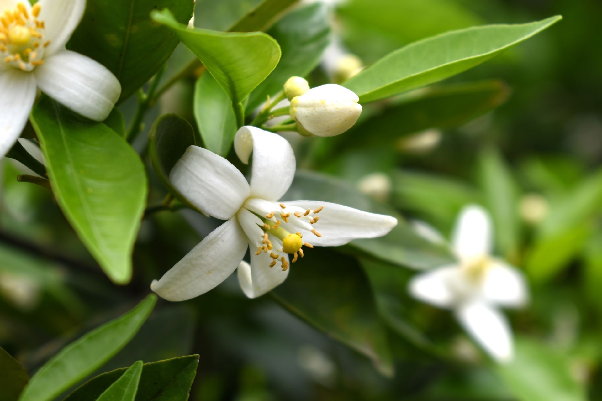 White citrus blossoms among glossy green leaves, with blurred flowers in the background