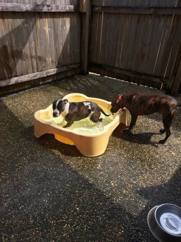 Two Dogs Are Playing In A Small Pool Of Water — Pupstars Daycare and Grooming In Cairns City, QLD
