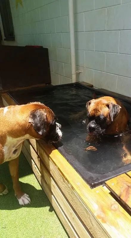 Two Dogs Are Playing In A Pool Of Water — Pupstars Daycare and Grooming In Cairns City, QLD
