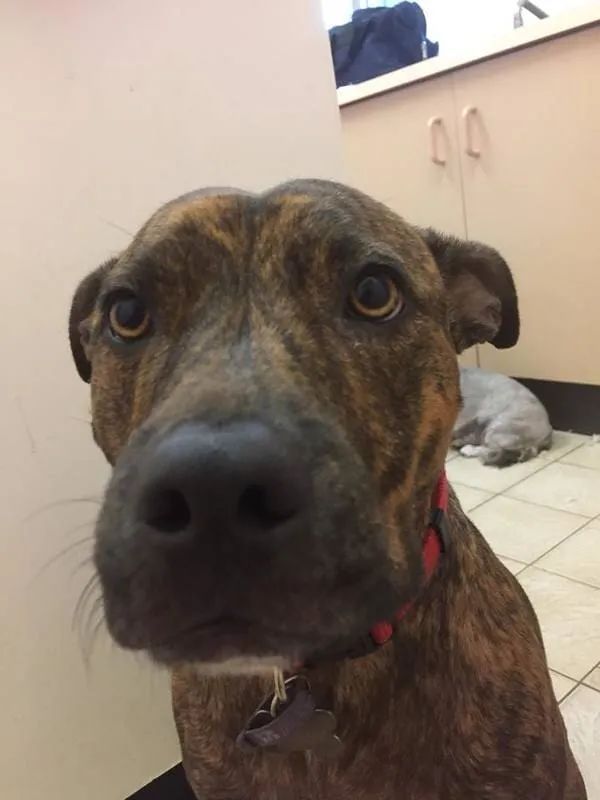 A Brown Dog With A Red Collar Is Looking At The Camera — Pupstars Daycare and Grooming In Cairns City, QLD
