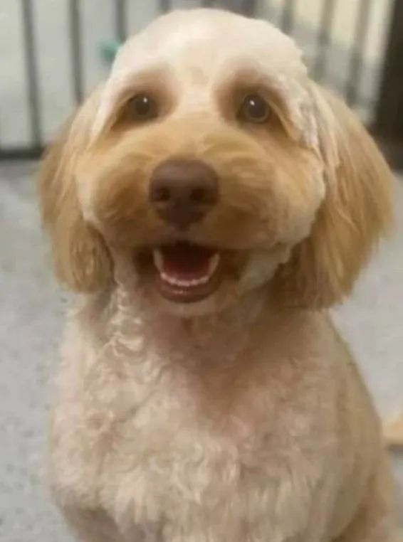 A Small Brown And White Dog Is Sitting On The Floor With Its Mouth Open — Pupstars Daycare and Grooming In Cairns City, QLD
