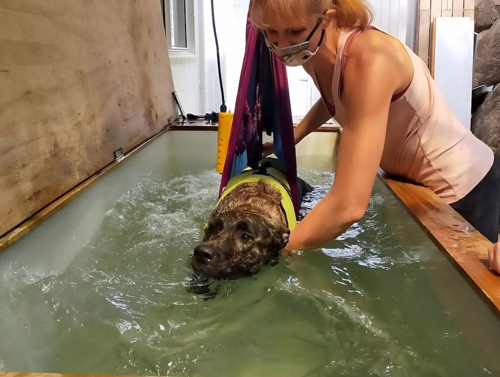 A Large Swimming Pool Is Surrounded By Chairs — Pupstars Daycare and Grooming In Cairns City, QLD