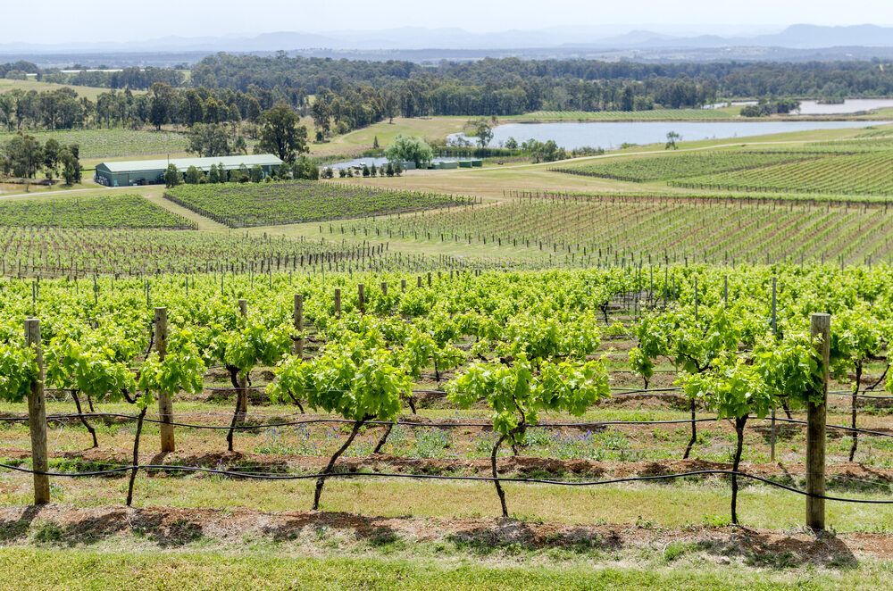 Vineyard — Gardeners In Paterson, NSW