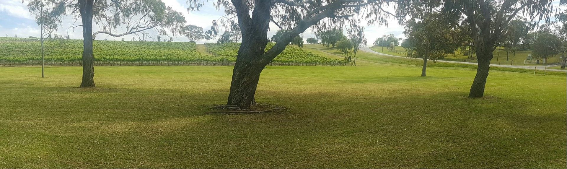 vineyard maintenance — Gardeners In Singleton, NSW