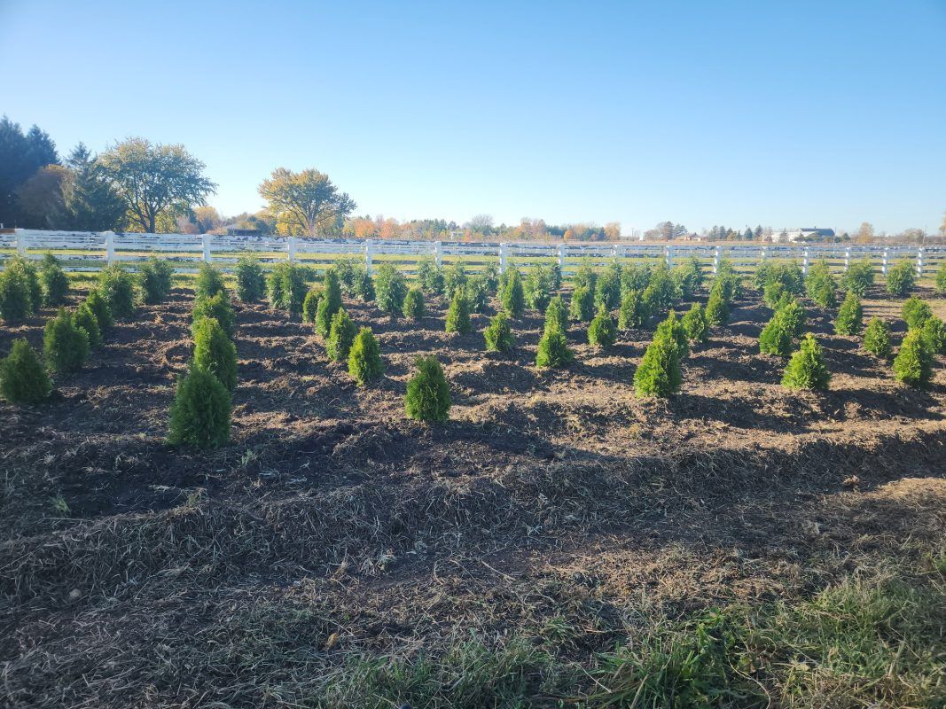 Rows of young evergreen trees in a field, under a bright blue sky. A white fence and trees are in the background.