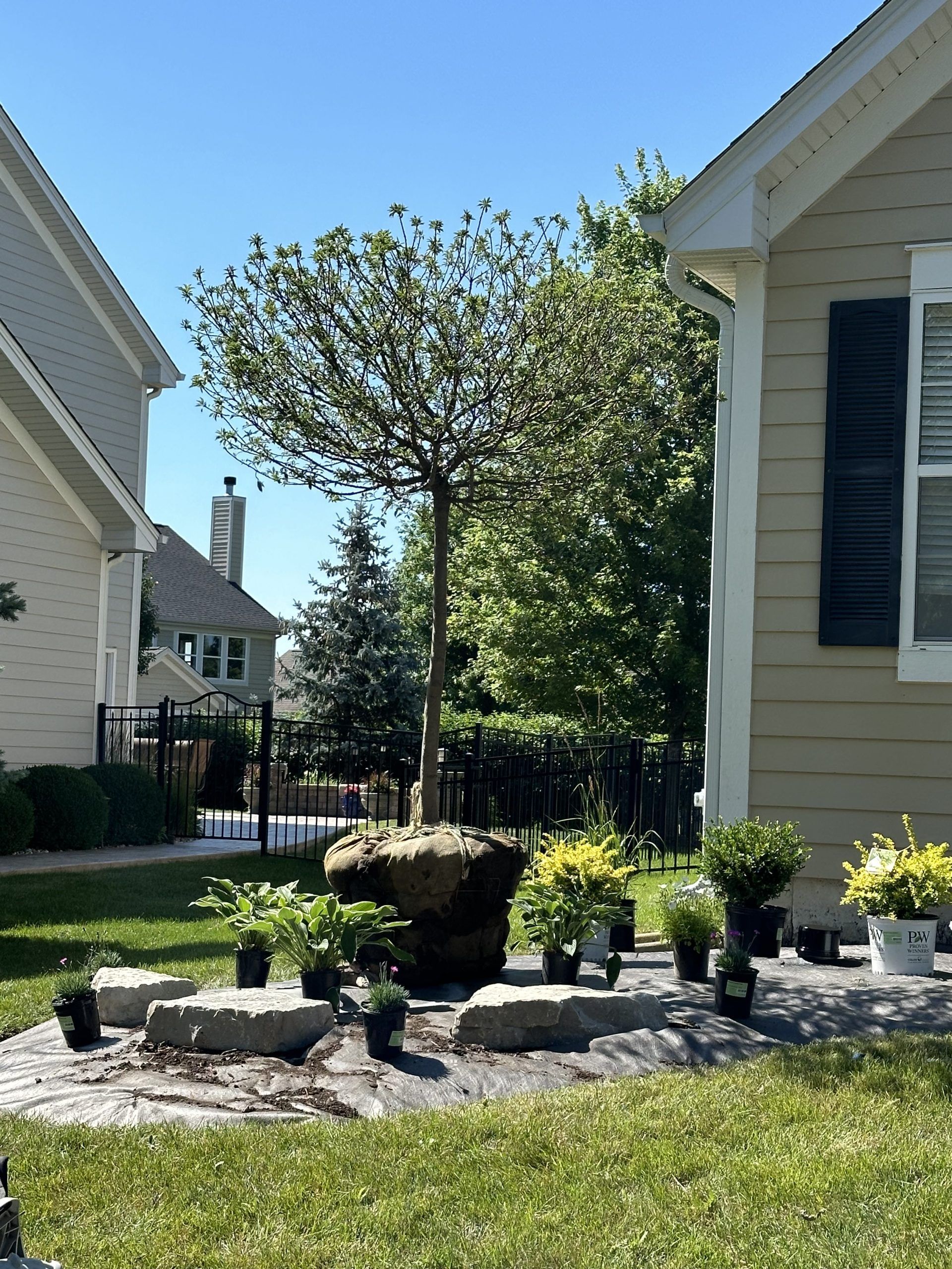 Tree in a pot surrounded by smaller plants on a stone-lined bed in a yard; two houses flank the scene.