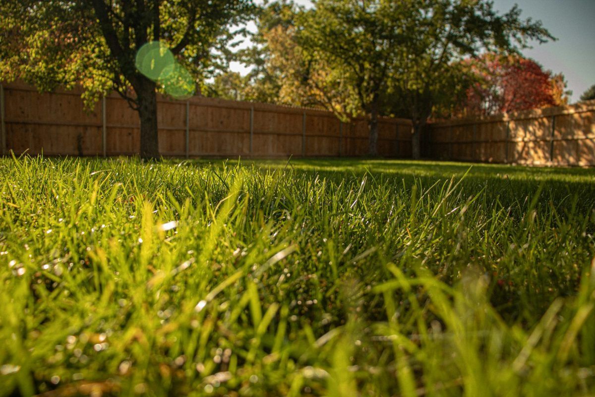 Green grass in yard with wooden fence, trees, and bright sunlight.