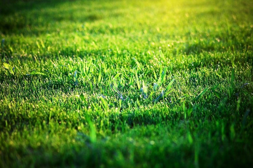 Green grass illuminated by sunlight.