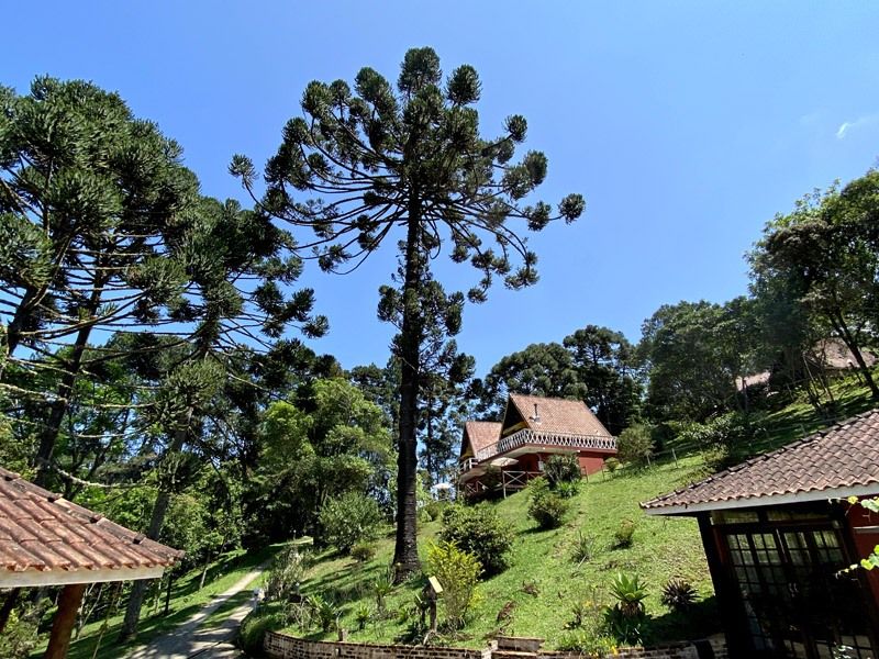 Pinheiro alto em uma paisagem verdejante com cabanas de telhado vermelho em um dia ensolarado.