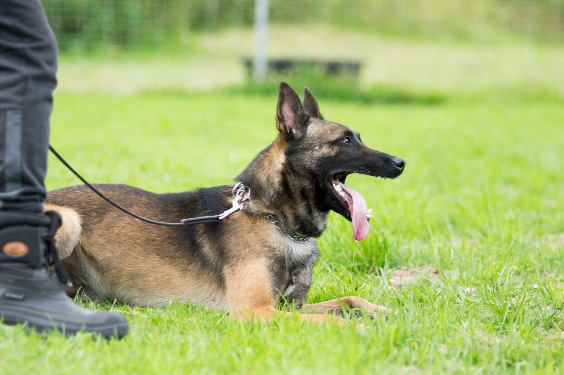 German shepherd lying on grass beside a handler’s boots, wearing a leash and panting with tongue out