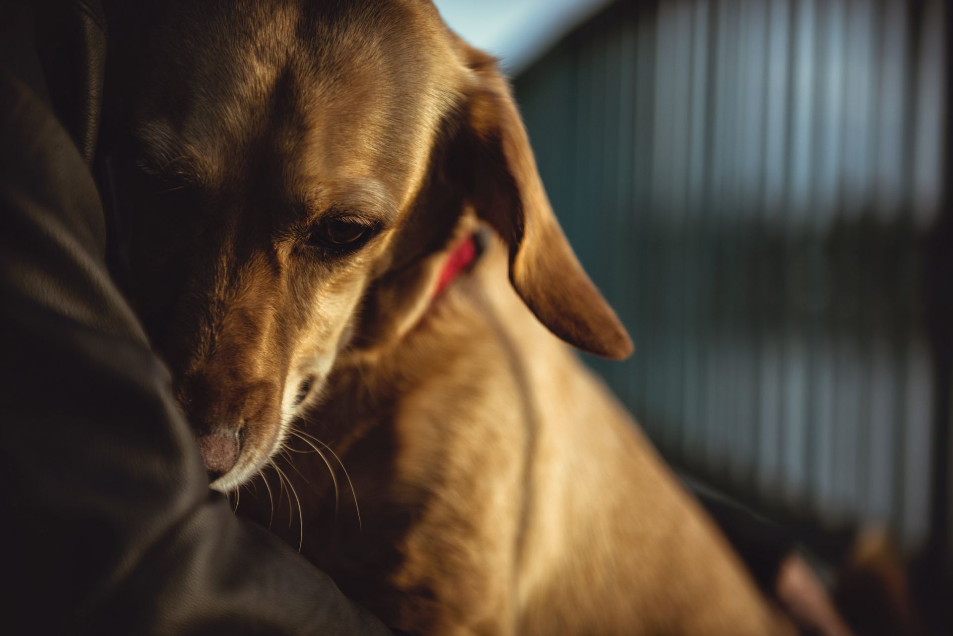 Close-up of a brown dog wearing a red collar, looking downward in warm light