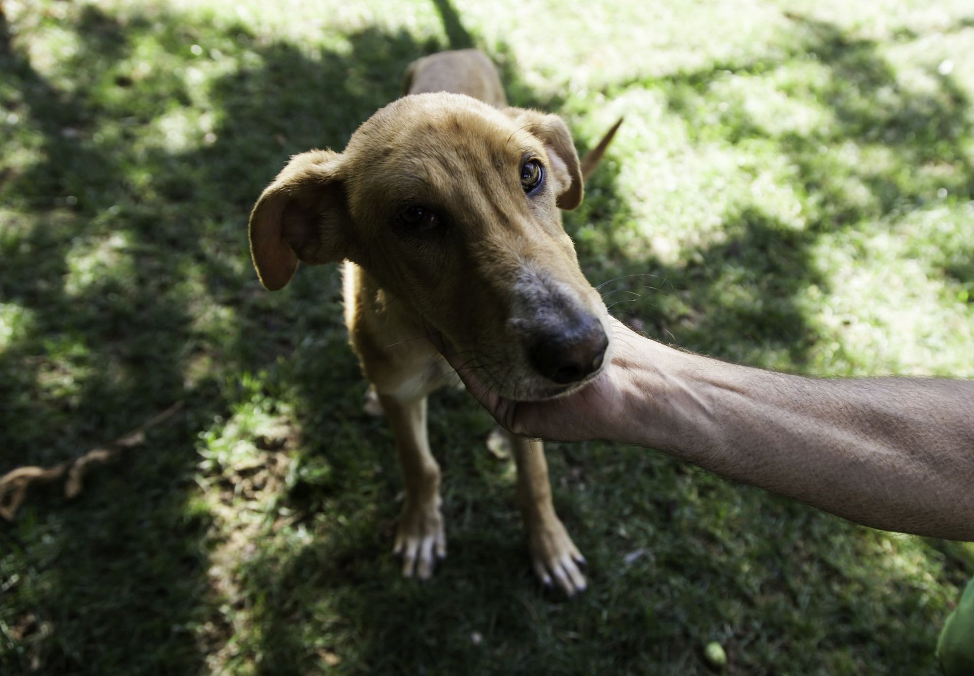 Brown dog being petted on a grassy patch in dappled sunlight
