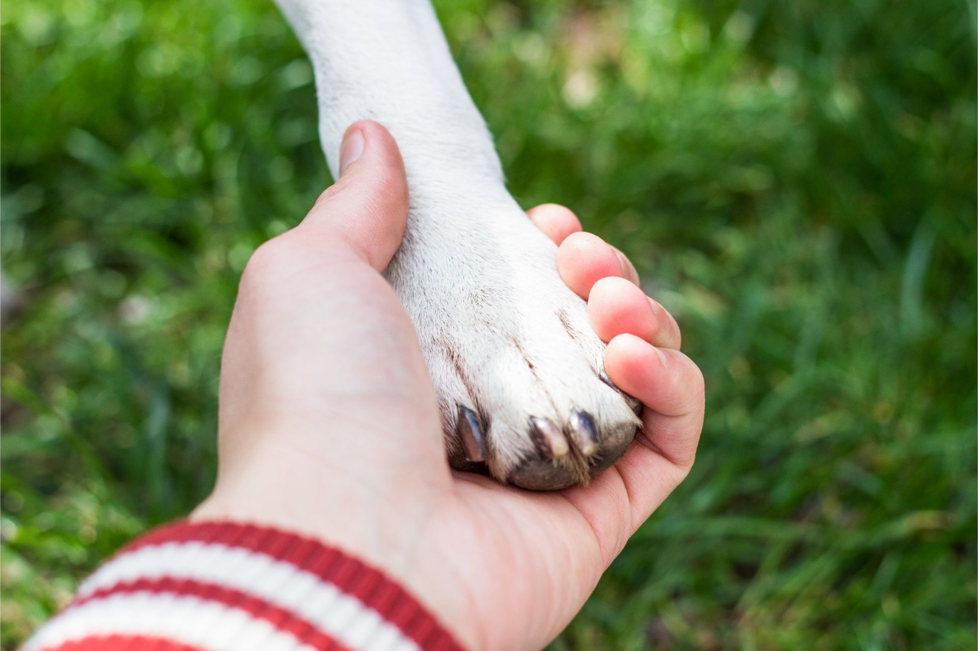 Hand holding a white dog’s paw on green grass