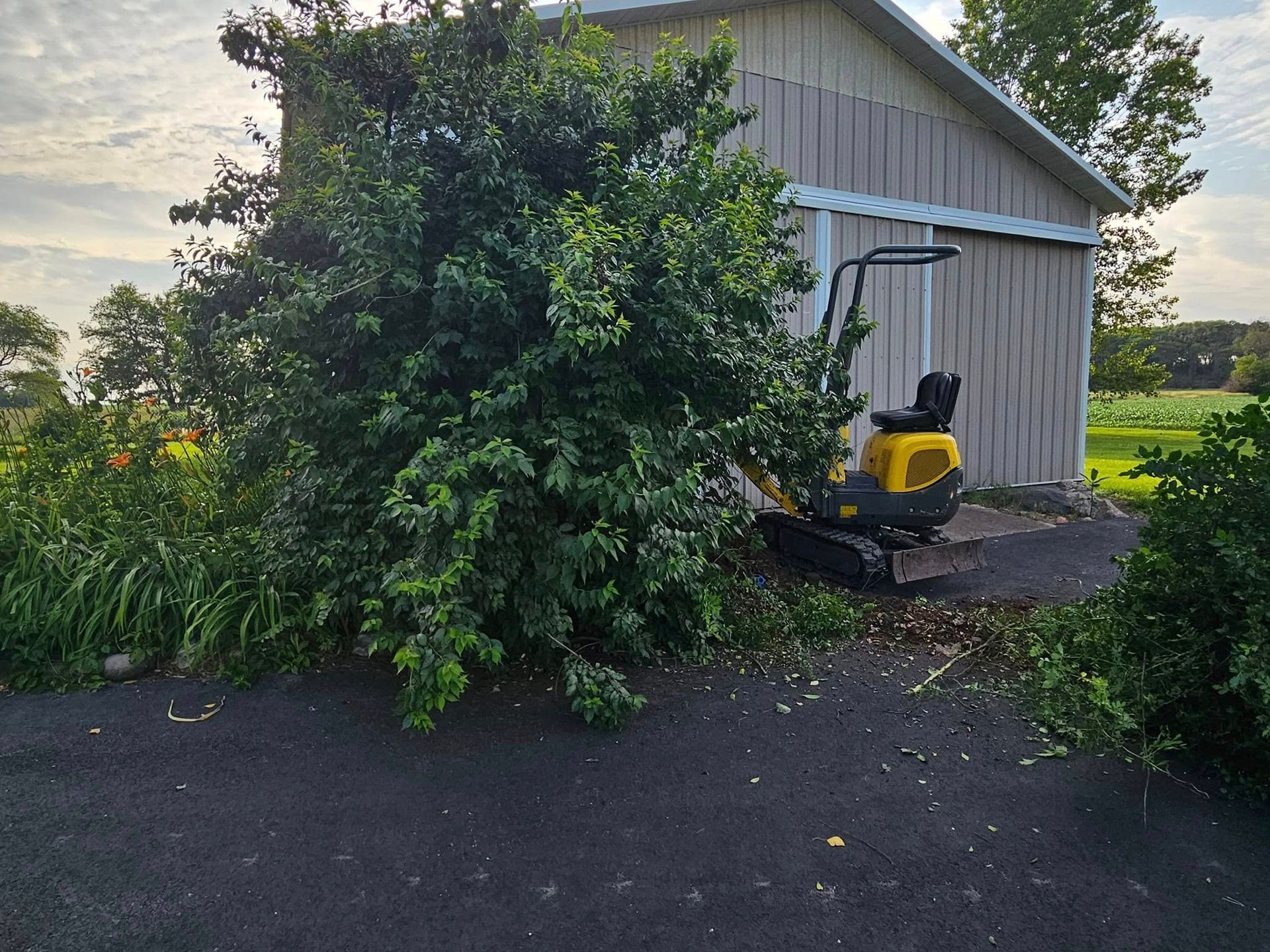 Yellow lawn mower beside a shed, partly hidden by dense bushes along a driveway at dusk