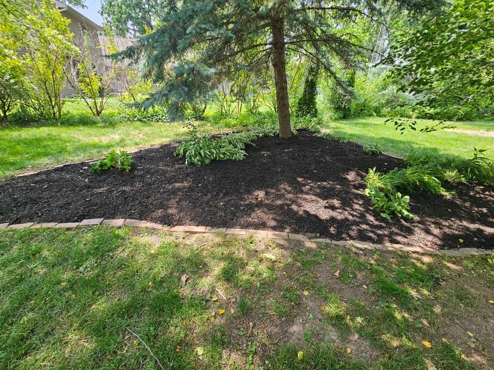 Mulched garden bed around a small evergreen tree in a sunny green yard