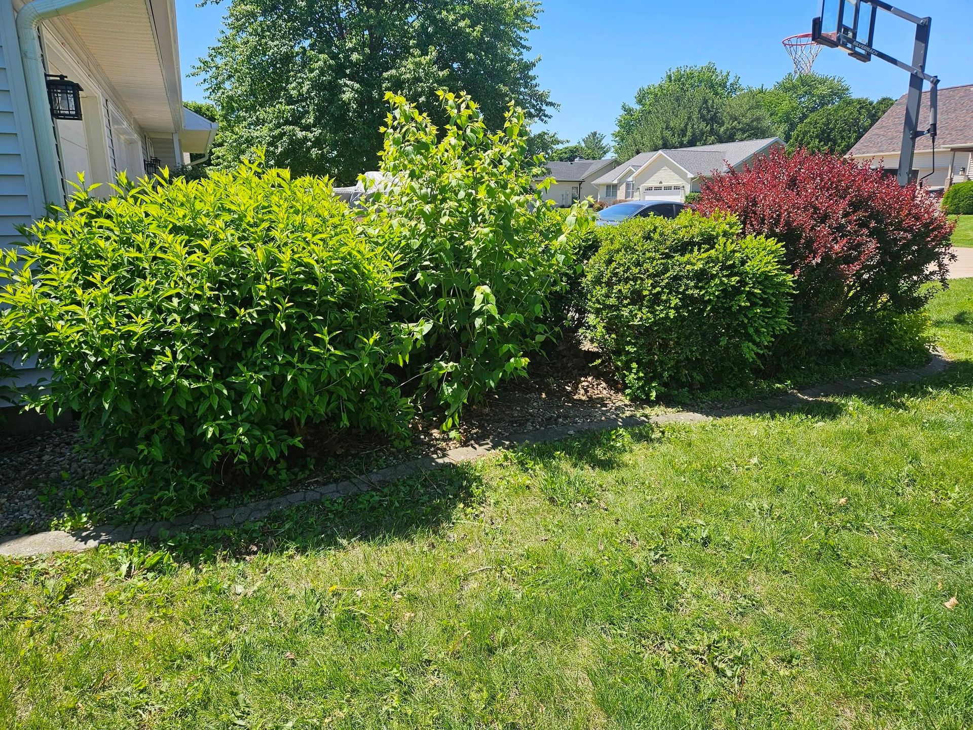 Sunlit backyard with green shrubs, a red bush, and a grassy lawn near a house and basketball hoop