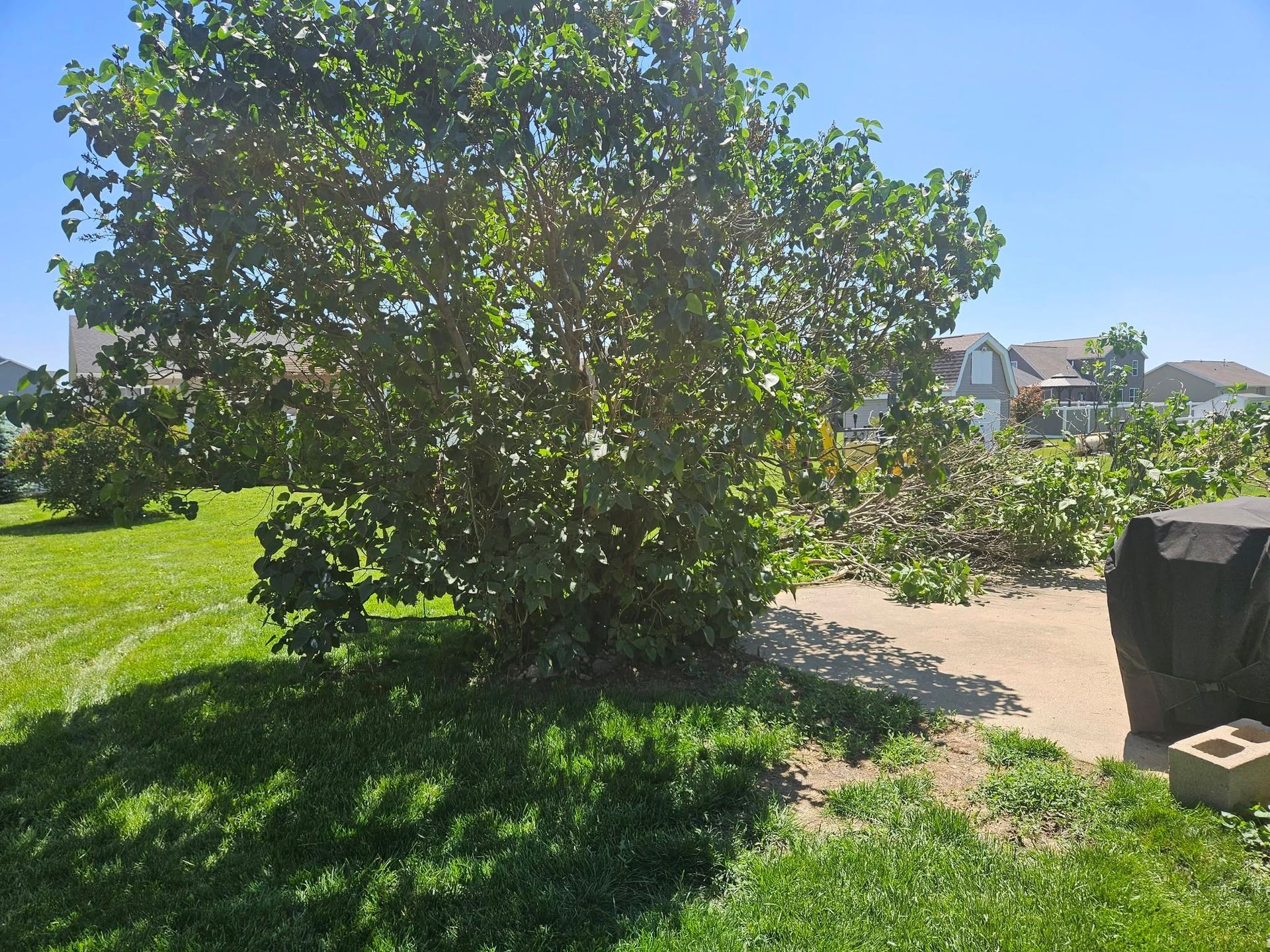 Sunlit park with a leafy tree, green grass, and a paved path beside suburban houses