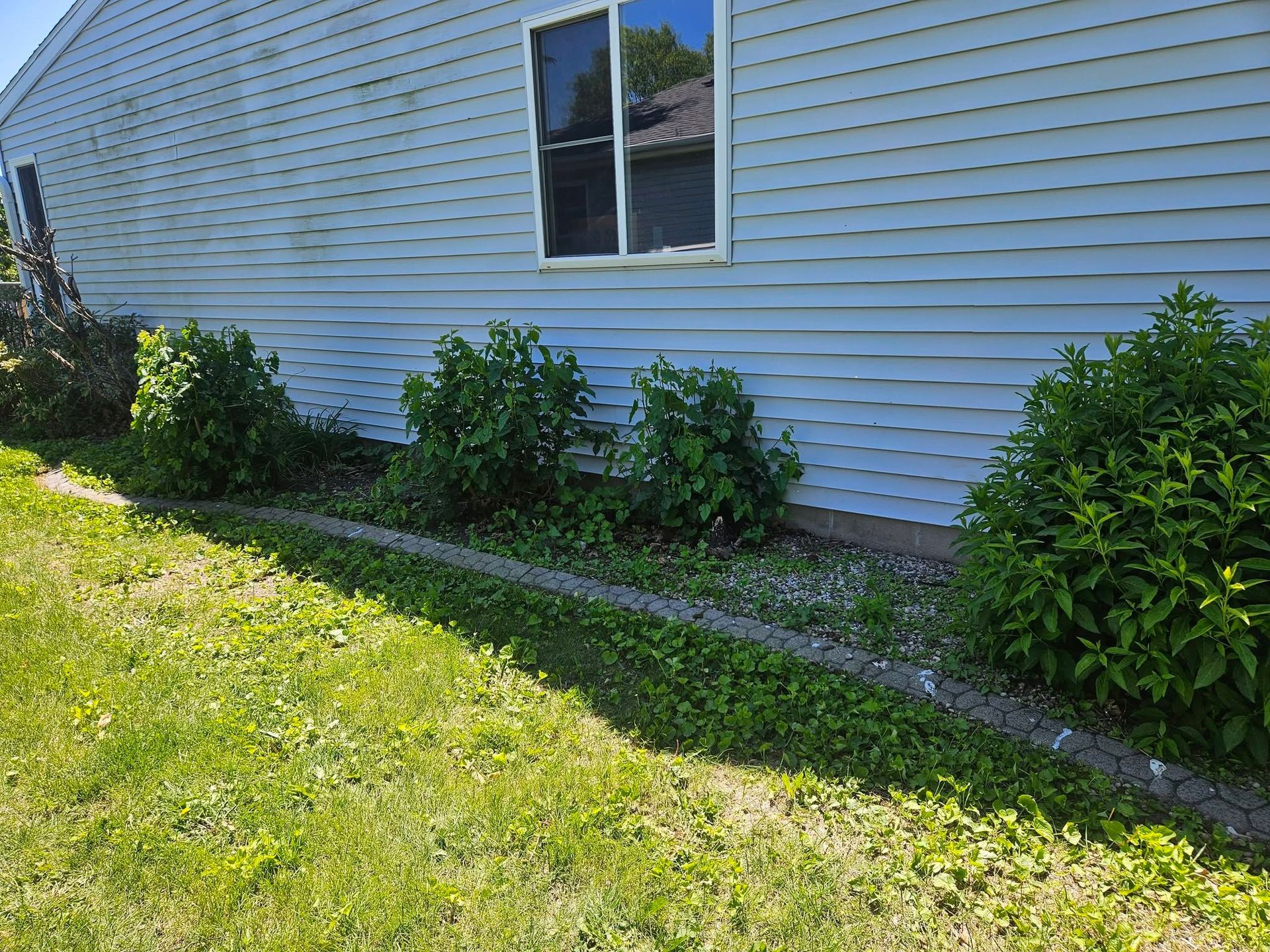 House siding with a window and shrubs along a grassy yard edge