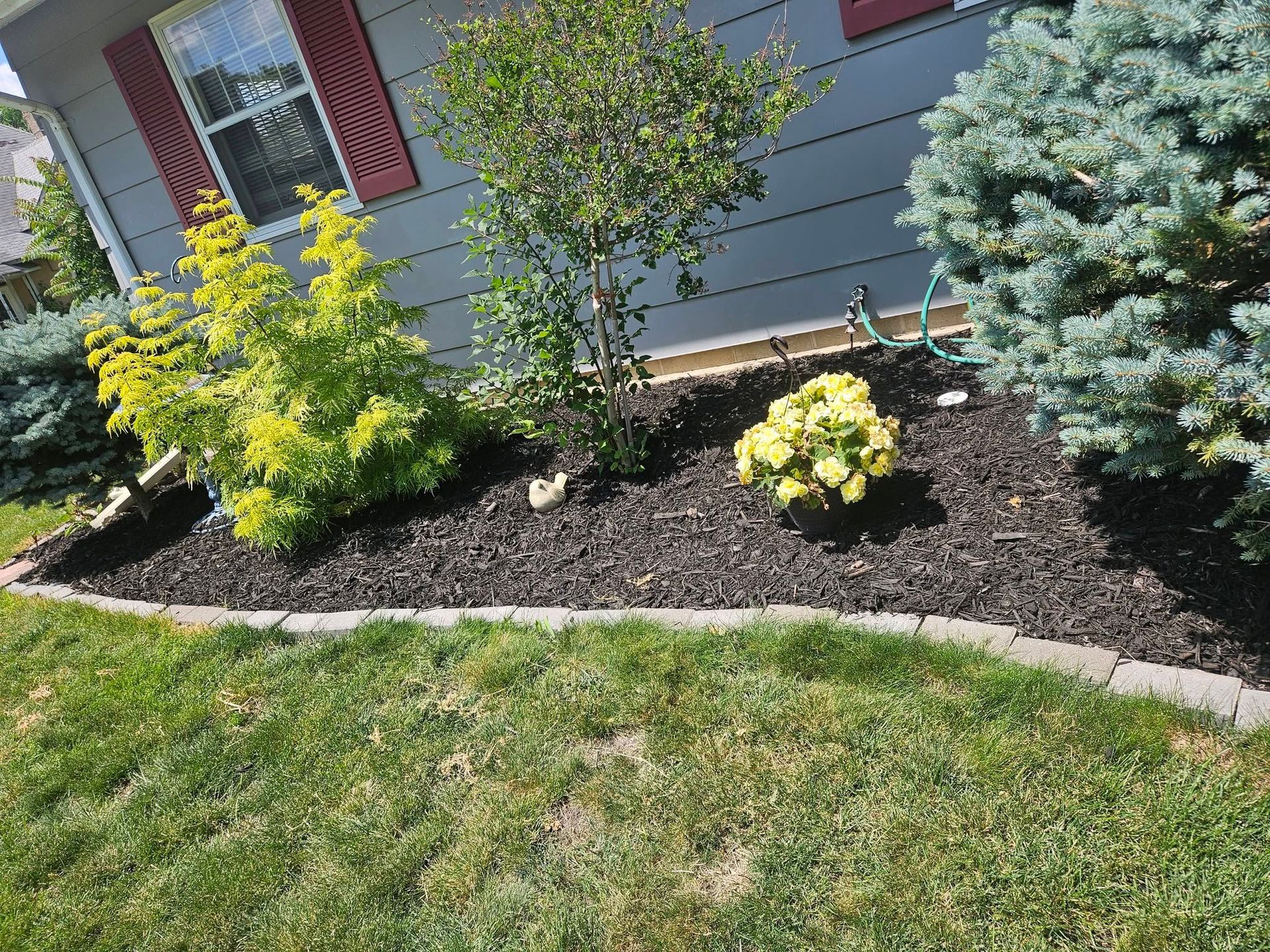 Front yard garden bed with yellow and green shrubs along a house wall and lawn edge