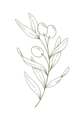 Dessin au trait simple d'une branche d'olivier avec des feuilles et deux olives sur fond blanc