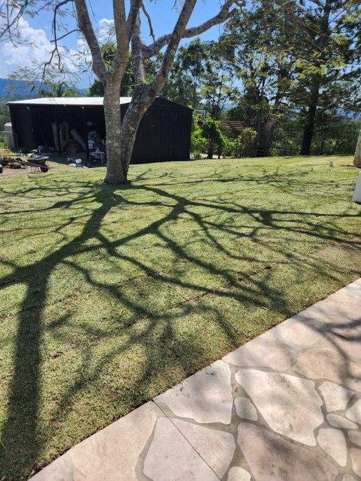 Newly turfed backyard with mature shade tree, part of a Horizon Landscape Company landscaping project overlooking the Gold Coast hinterland