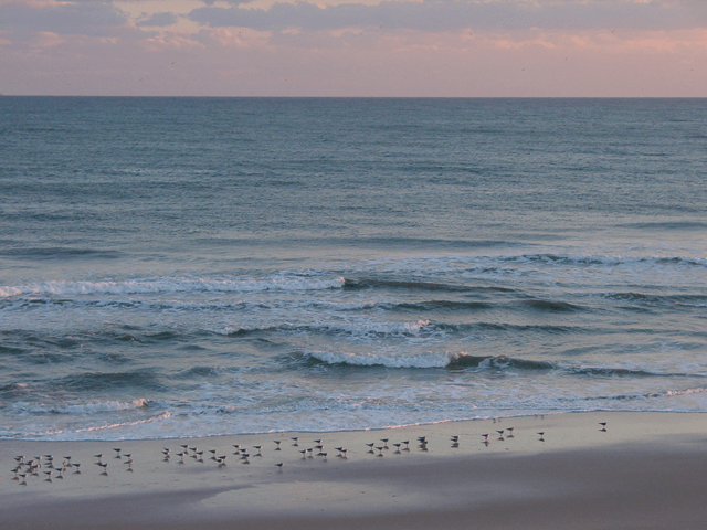 A group of seagulls are standing on a beach near the ocean