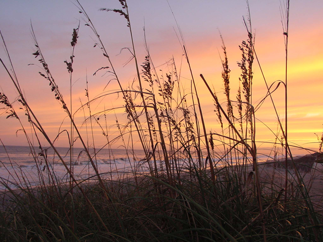 A sunset over the ocean with tall grass in the foreground